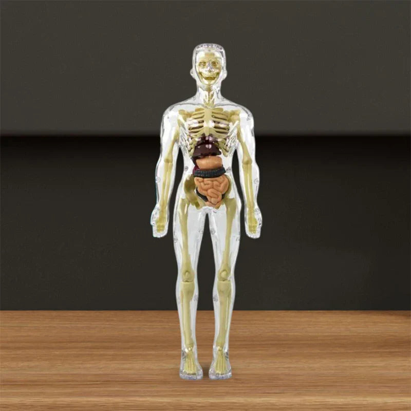 3d Human Body Torso Model for Kid Anatomy Model Skeleton